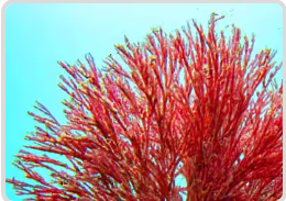 Haematococcus Placeholder