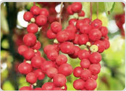 Schisandra Placeholder